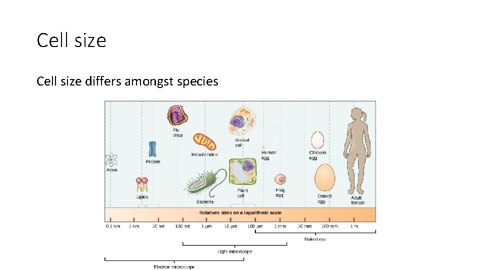 Cell size differs amongst species Cell size differs amongst species
