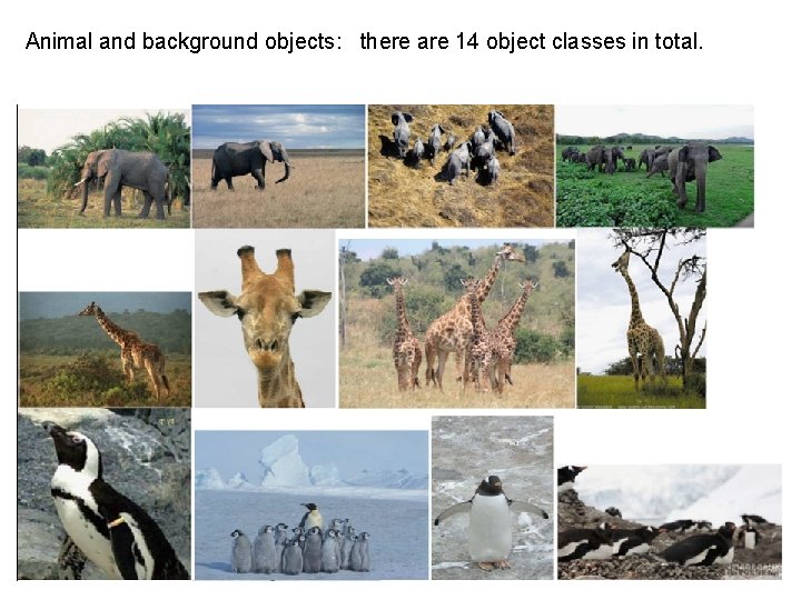 Animal and background objects: there are 14 object classes in total. 