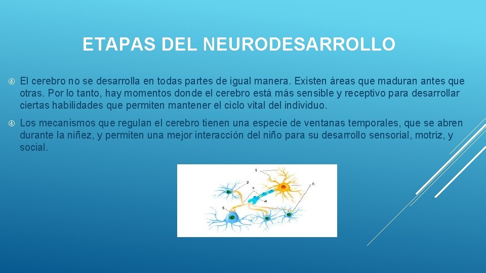 ETAPAS DEL NEURODESARROLLO El cerebro no se desarrolla en todas partes de igual manera.