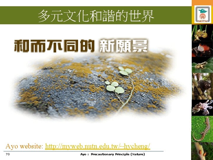 多元文化和諧的世界 Ayo website: http: //myweb. nutn. edu. tw/~hycheng/ 70 Ayo : Precautionary Principle (Nature)