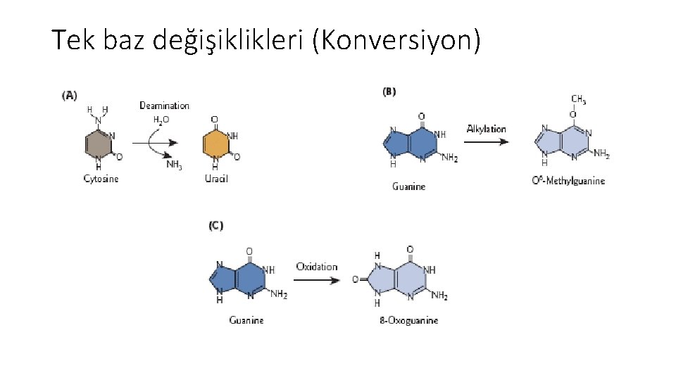 Tek baz değişiklikleri (Konversiyon) 