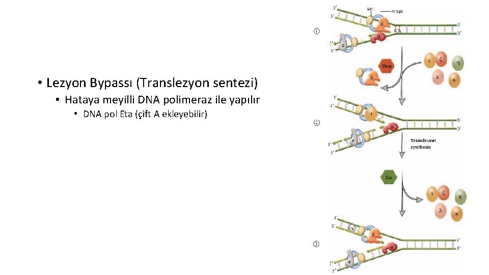  • Lezyon Bypassı (Translezyon sentezi) • Hataya meyilli DNA polimeraz ile yapılır •