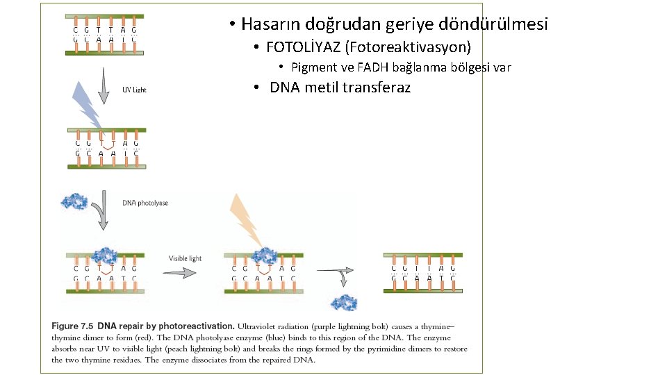  • Hasarın doğrudan geriye döndürülmesi • FOTOLİYAZ (Fotoreaktivasyon) • Pigment ve FADH bağlanma