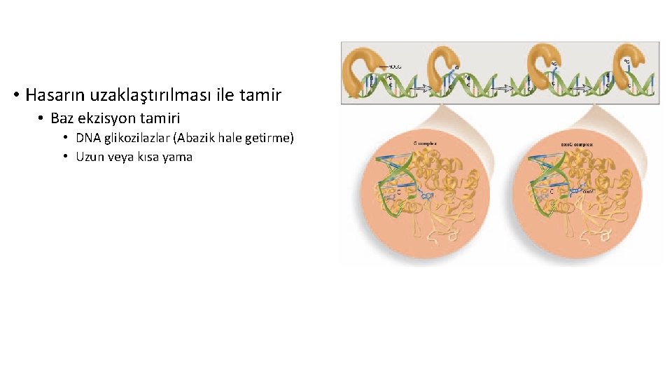  • Hasarın uzaklaştırılması ile tamir • Baz ekzisyon tamiri • DNA glikozilazlar (Abazik