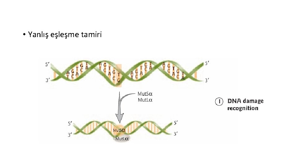  • Yanlış eşleşme tamiri 