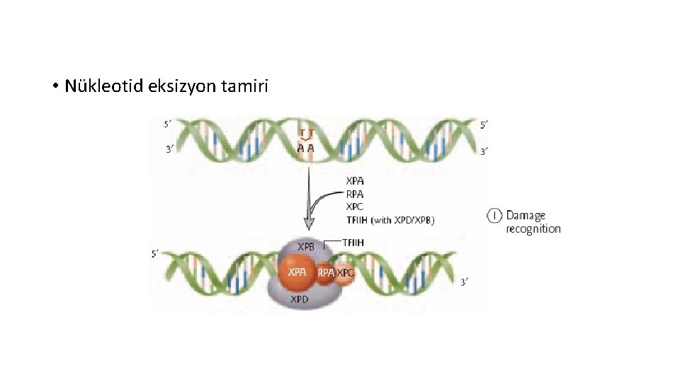  • Nükleotid eksizyon tamiri 