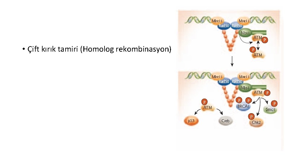  • Çift kırık tamiri (Homolog rekombinasyon) 