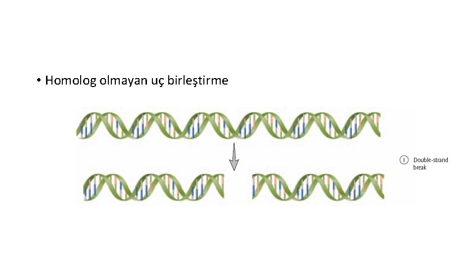  • Homolog olmayan uç birleştirme 