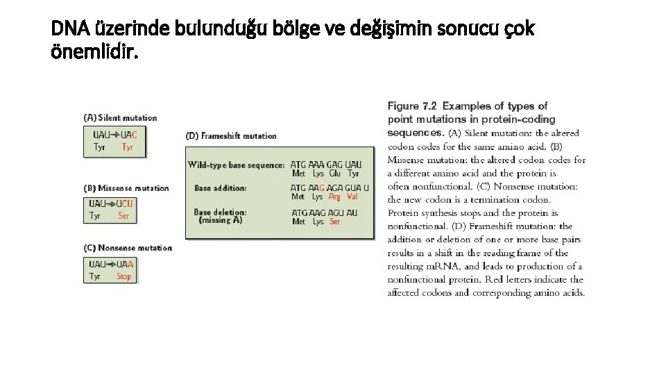 DNA üzerinde bulunduğu bölge ve değişimin sonucu çok önemlidir. 