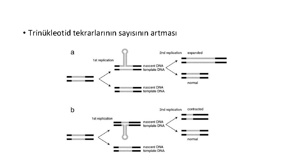  • Trinükleotid tekrarlarının sayısının artması 