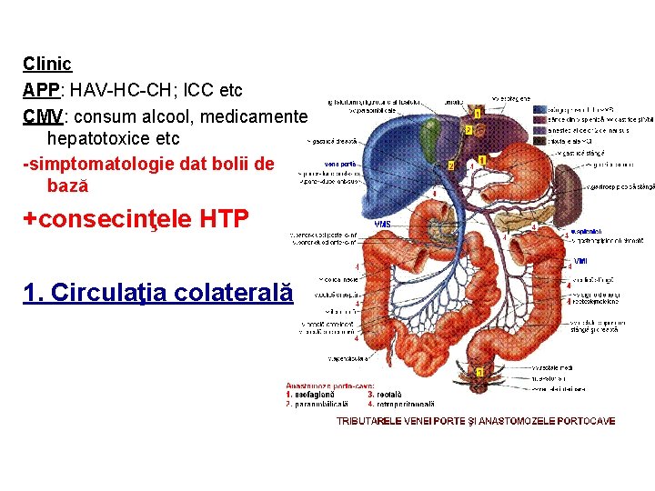 Clinic APP: HAV-HC-CH; ICC etc CMV: consum alcool, medicamente hepatotoxice etc -simptomatologie dat bolii