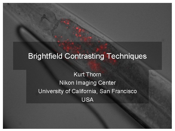 Brightfield Contrasting Techniques Kurt Thorn Nikon Imaging Center University of California, San Francisco USA