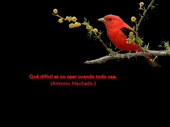 Qué difícil es no caer cuando todo cae. {Antonio Machado. } 