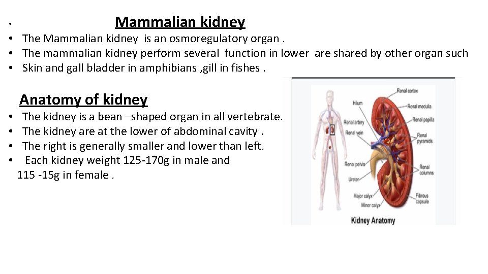  • Mammalian kidney • The Mammalian kidney is an osmoregulatory organ. • The