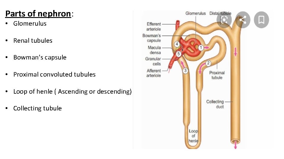 Parts of nephron: • Glomerulus • Renal tubules • Bowman’s capsule • Proximal convoluted