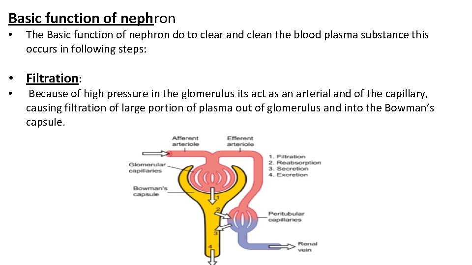 Basic function of nephron • The Basic function of nephron do to clear and