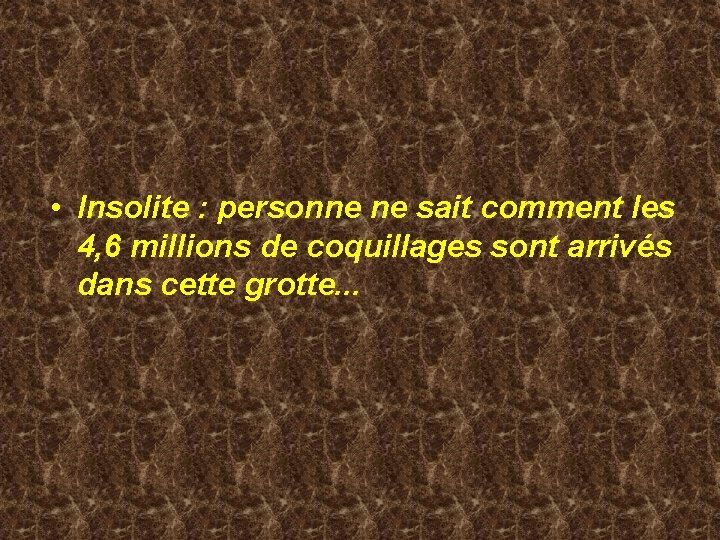  • Insolite : personne ne sait comment les 4, 6 millions de coquillages