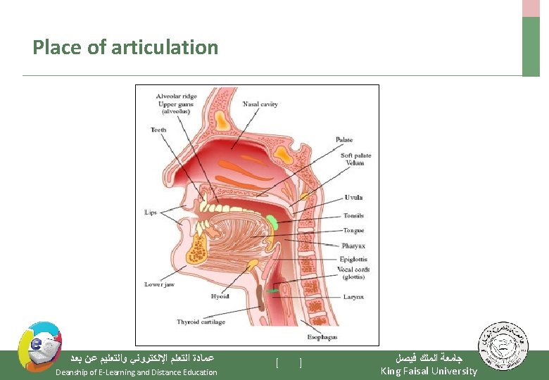 Place of articulation ﻋﻤﺎﺩﺓ ﺍﻟﺘﻌﻠﻢ ﺍﻹﻟﻜﺘﺮﻭﻧﻲ ﻭﺍﻟﺘﻌﻠﻴﻢ ﻋﻦ ﺑﻌﺪ Deanship of E-Learning and Distance