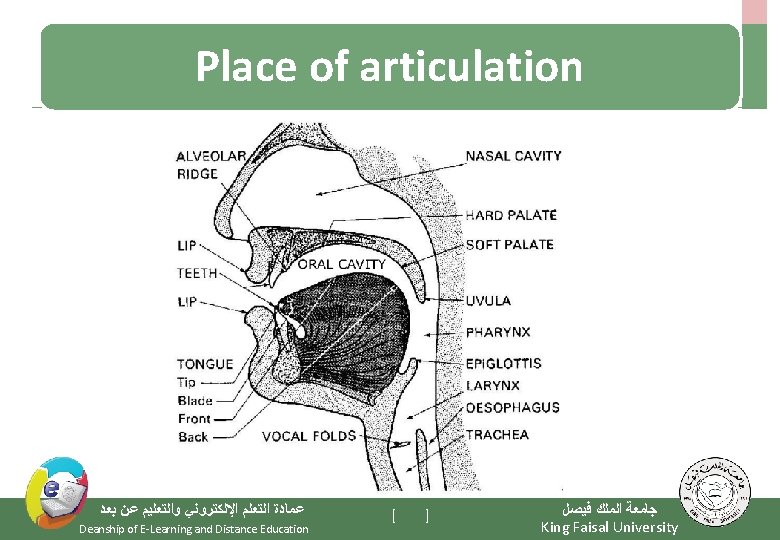 Place of articulation ﻋﻤﺎﺩﺓ ﺍﻟﺘﻌﻠﻢ ﺍﻹﻟﻜﺘﺮﻭﻧﻲ ﻭﺍﻟﺘﻌﻠﻴﻢ ﻋﻦ ﺑﻌﺪ Deanship of E-Learning and Distance