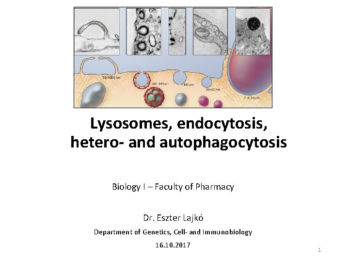 Lysosomes, endocytosis, hetero- and autophagocytosis Biology I – Faculty of Pharmacy Dr. Eszter Lajkó