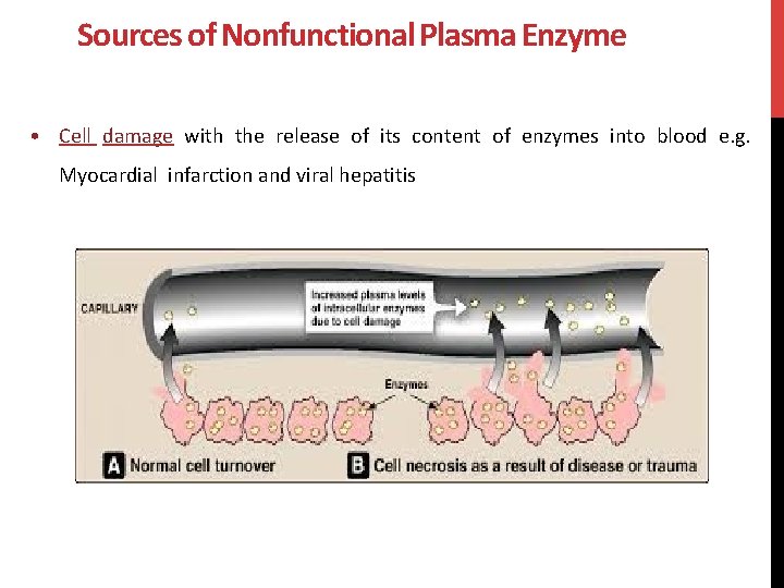 Sources of Nonfunctional Plasma Enzyme • Cell damage with the release of its content