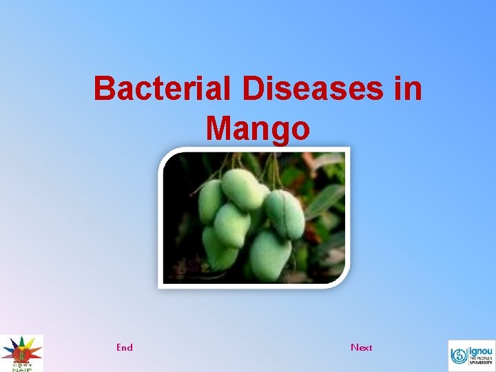 Bacterial Diseases in Mango End Next 