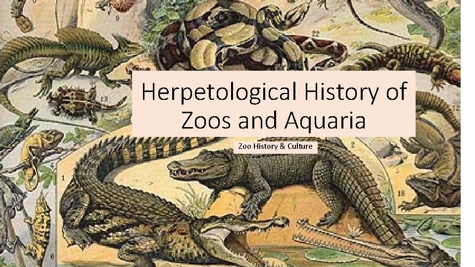 Herpetological History of Zoos and Aquaria Zoo History & Culture 