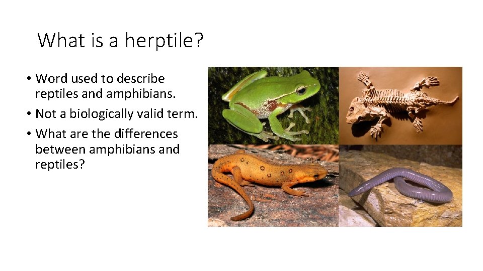 What is a herptile? • Word used to describe reptiles and amphibians. • Not