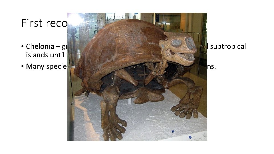 First records of herptiles in captivity • Chelonia – giant tortoises were common on