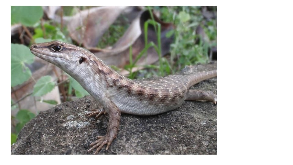 Evolution • Understanding and interest in reptile behaviour and biology developed. • Several case