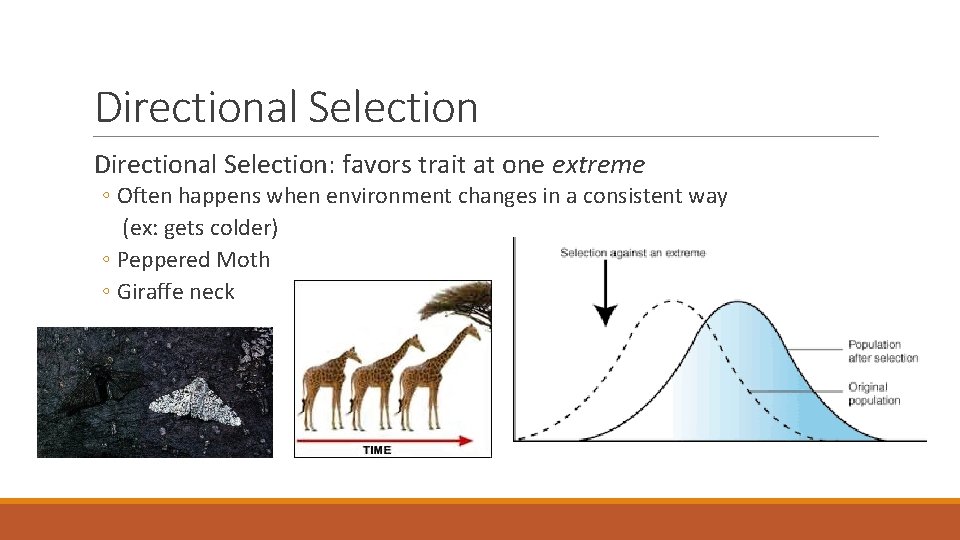 Directional Selection: favors trait at one extreme ◦ Often happens when environment changes in