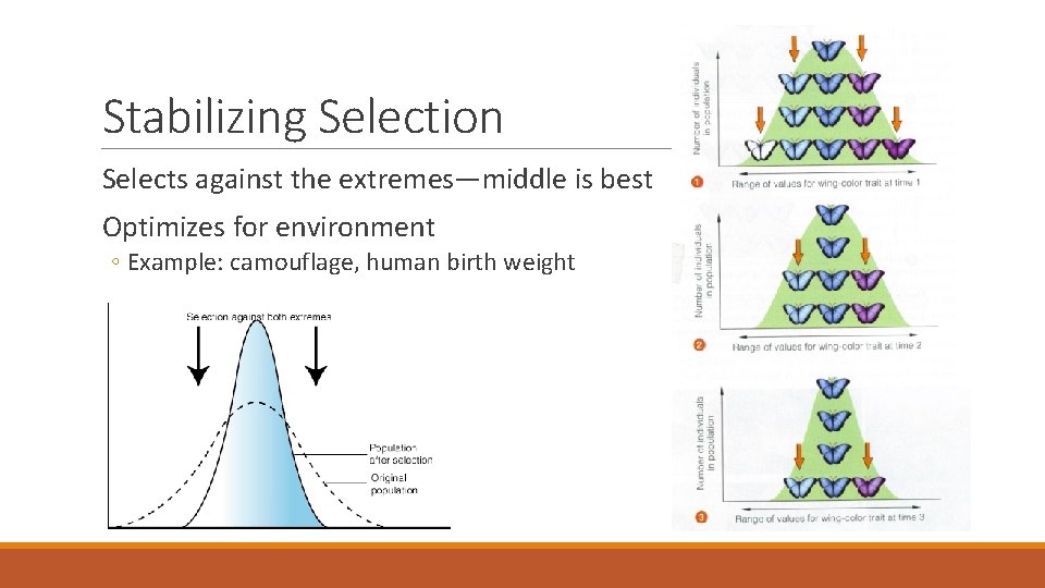 Stabilizing Selection Selects against the extremes—middle is best Optimizes for environment ◦ Example: camouflage,