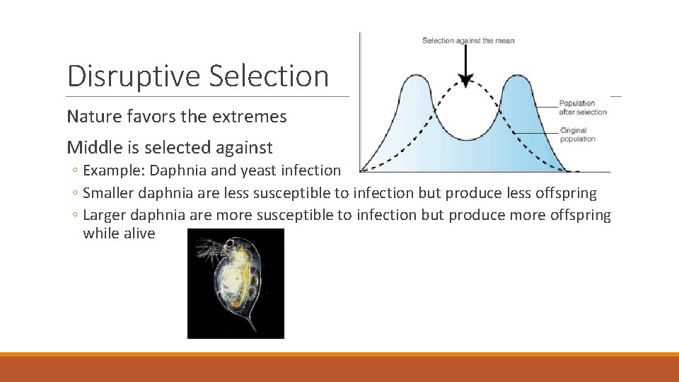 Disruptive Selection Nature favors the extremes Middle is selected against ◦ Example: Daphnia and