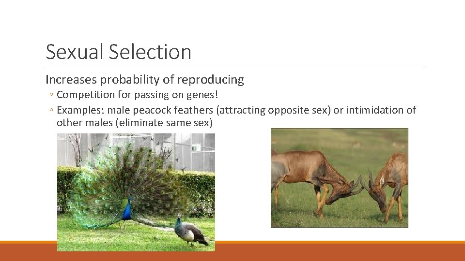Sexual Selection Increases probability of reproducing ◦ Competition for passing on genes! ◦ Examples: