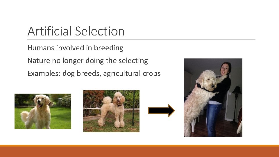 Artificial Selection Humans involved in breeding Nature no longer doing the selecting Examples: dog