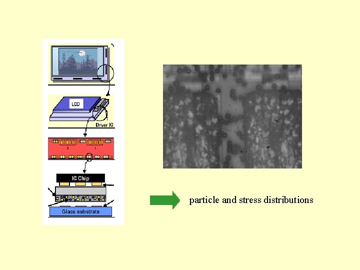 particle and stress distributions 