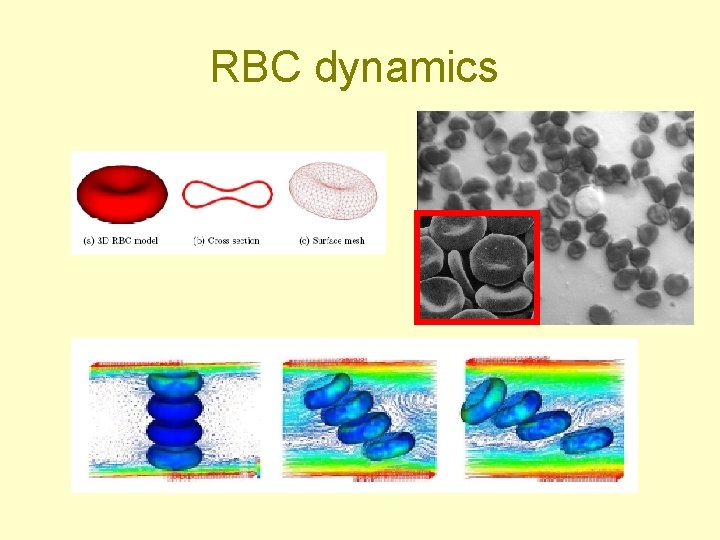 RBC dynamics 