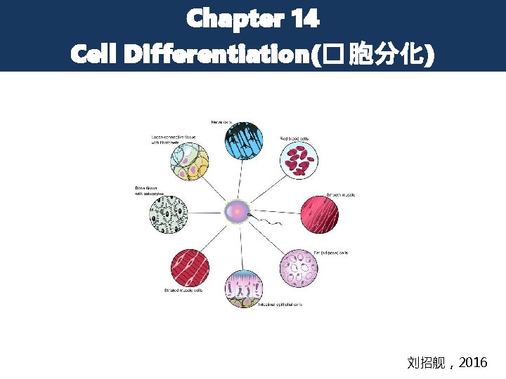 Chapter 14 Cell Differentiation(� 胞分化) 刘招舰，2016 
