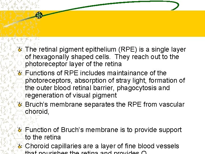 The retinal pigment epithelium (RPE) is a single layer of hexagonally shaped cells. They