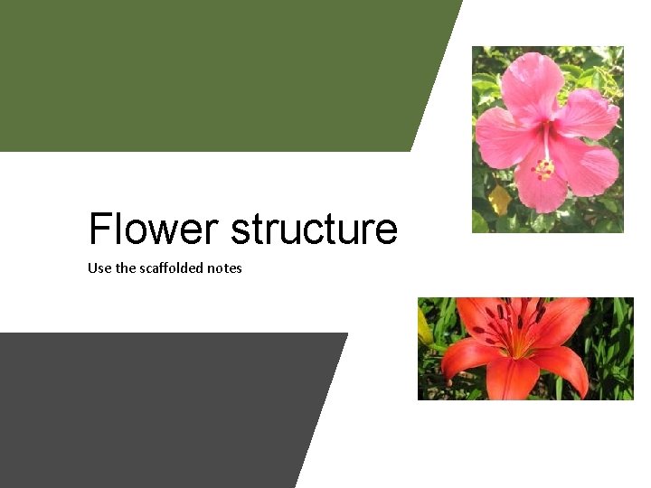 Flower structure Use the scaffolded notes 