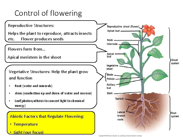 Control of flowering Reproductive Structures: Helps the plant to reproduce, attracts insects etc. Flower