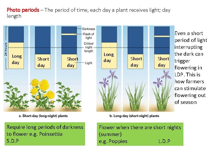 Photo periods – The period of time, each day a plant receives light; day