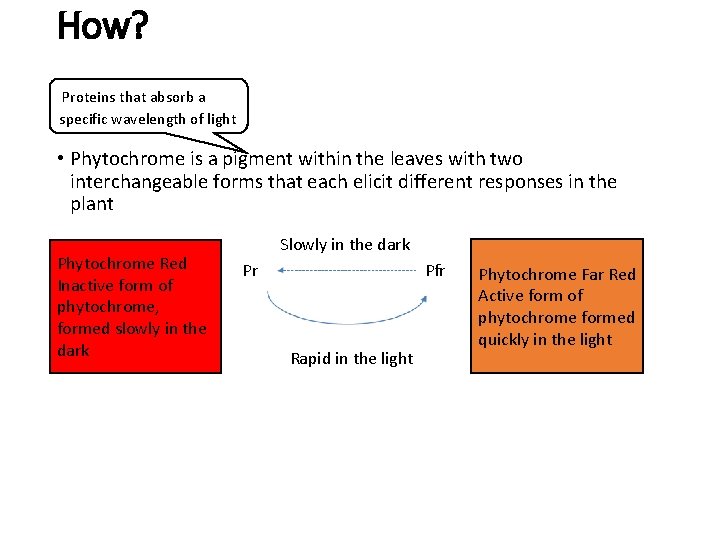 How? Proteins that absorb a specific wavelength of light • Phytochrome is a pigment
