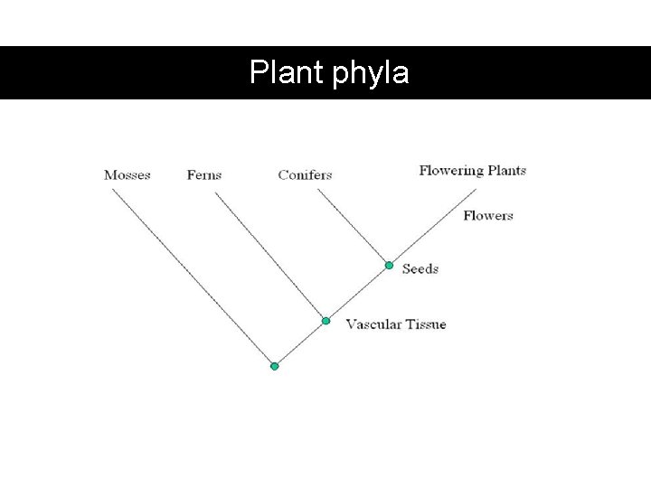 Plant phyla 