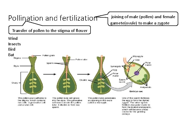 Pollination and fertilization Transfer of pollen to the stigma of flower Wind Insects Bird