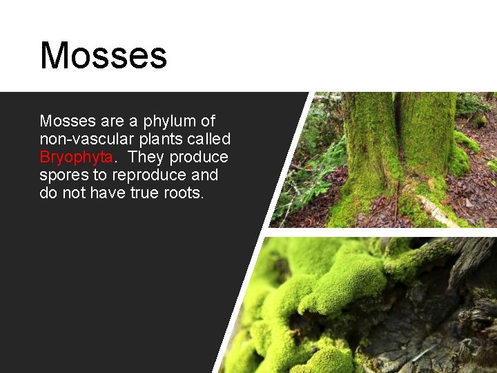 Mosses are a phylum of non-vascular plants called Bryophyta. They produce spores to reproduce