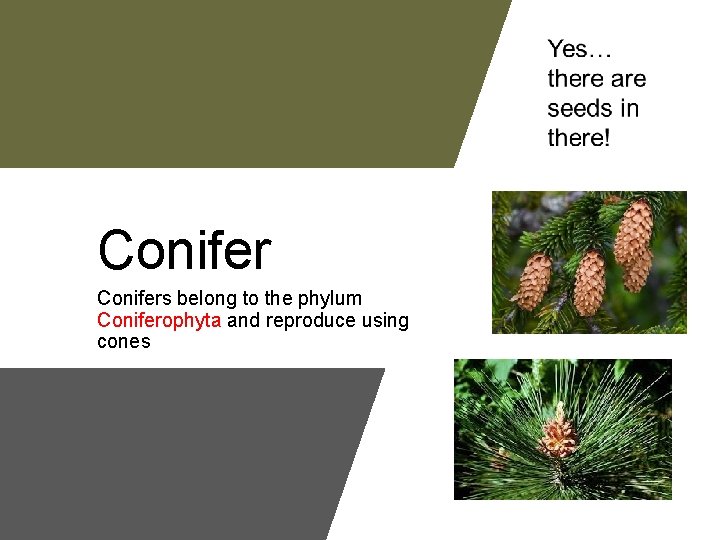 Conifers belong to the phylum Coniferophyta and reproduce using cones 