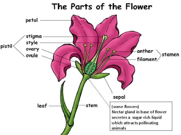 (some flowers) Nectar gland in base of flower secretes a sugar-rich liquid which attracts