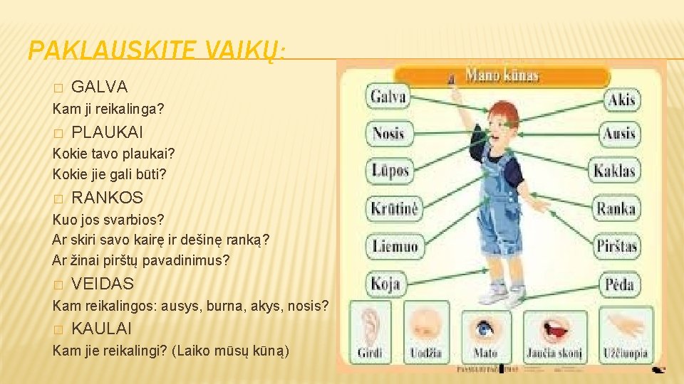 PAKLAUSKITE VAIKŲ: � GALVA Kam ji reikalinga? � PLAUKAI Kokie tavo plaukai? Kokie jie