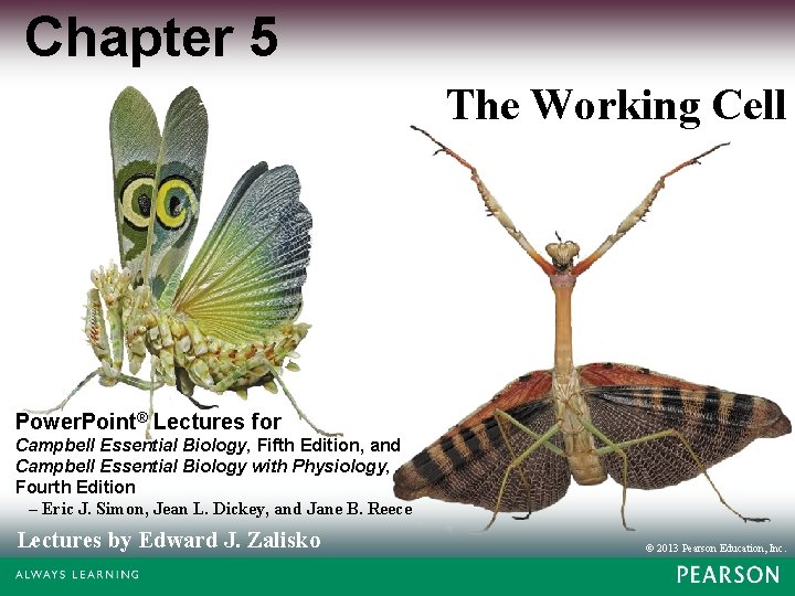 Chapter 5 The Working Cell Power. Point® Lectures for Campbell Essential Biology, Fifth Edition,